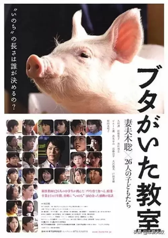 关于猪的电影有哪些(盘点十部有关猪的经典电影)