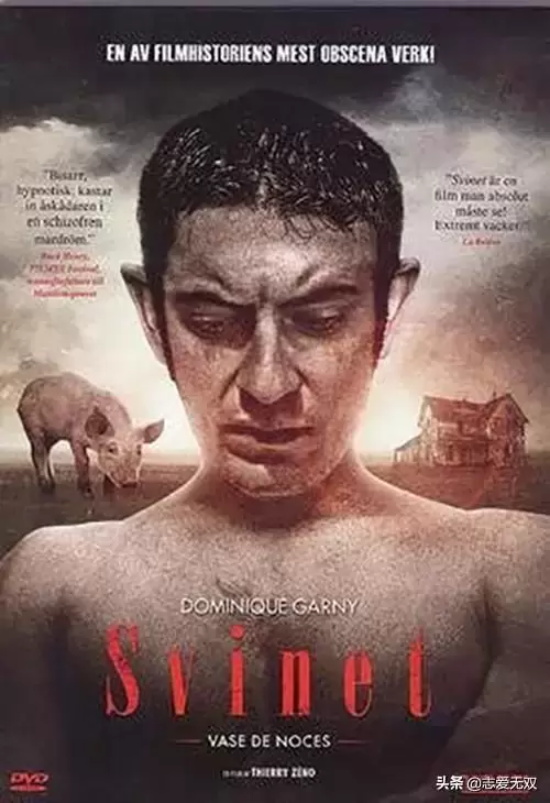 关于猪的电影有哪些(盘点十部有关猪的经典电影)