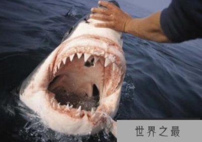 ​世界上牙齿最硬的动物，鲨鱼