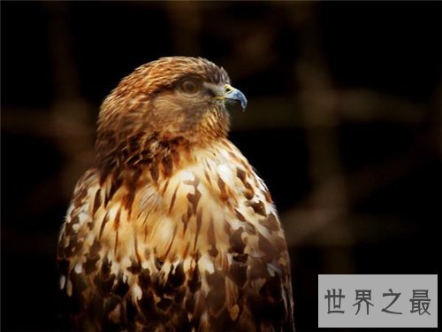 鹰隼可以家养吗 一只鹰隼居然卖到百万美金