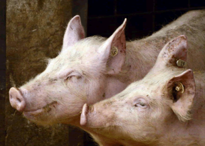 ​猪喘气严重用什么药治疗最快（小猪喘气肚子一扇一扇怎么办）