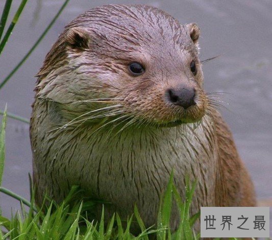 世界上最大的水獭,战斗力超强秒杀鳄鱼
