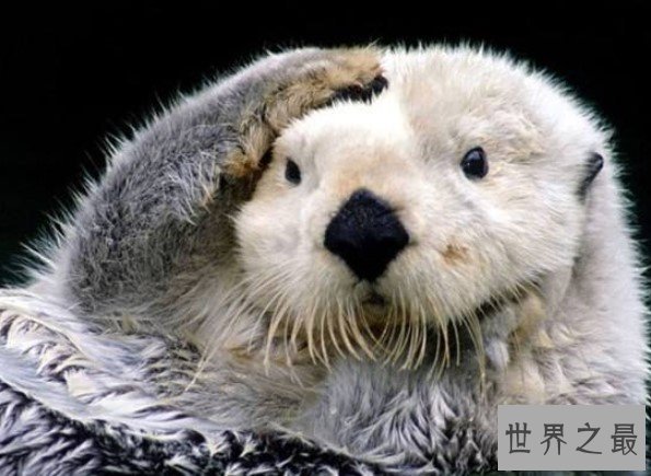 世界上最大的水獭,战斗力超强秒杀鳄鱼