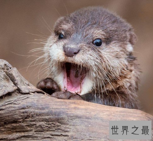 世界上最大的水獭,战斗力超强秒杀鳄鱼