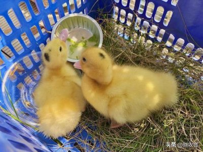 ​刚出生的小鸭子吃什么食物（刚出生的小鸭子要吃什么）