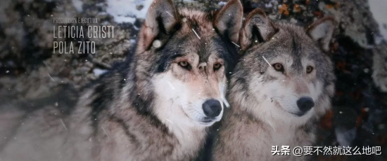 阿根廷高分黑色喜剧电影推荐:《荒蛮故事》