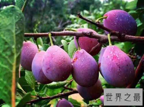 世界十大最甜水果,中国台湾释迦果排名第一!