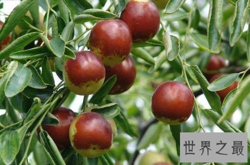 世界十大最甜水果,中国台湾释迦果排名第一!