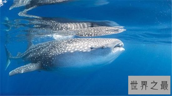 世界上最大的鱼究竟是什么鱼 传中的大鱼是否真的存在