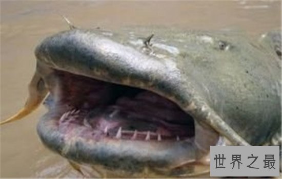 世界上最大的鱼究竟是什么鱼 传中的大鱼是否真的存在