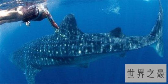 世界上最大的鱼究竟是什么鱼 传中的大鱼是否真的存在
