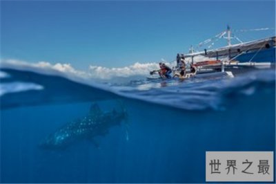 ​世界上最大的鱼究竟是什么鱼 传中的大鱼是否真的存在