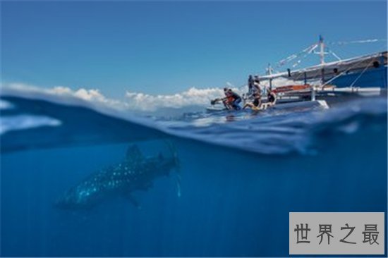 世界上最大的鱼究竟是什么鱼 传中的大鱼是否真的存在