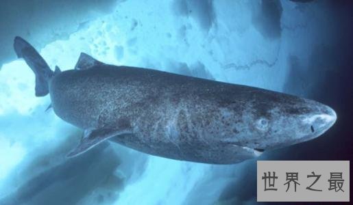 世界上最长寿的鲨鱼，可活到400岁！