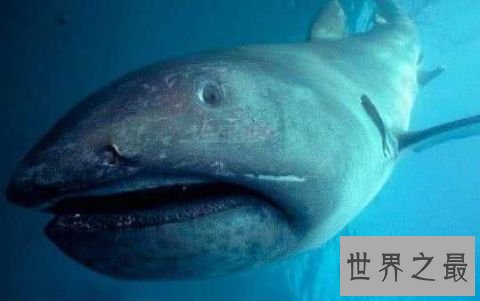 世界上最长寿的鲨鱼，可活到400岁！