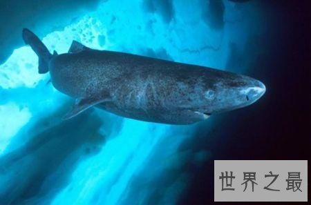 世界上最长寿的鲨鱼，可活到400岁！