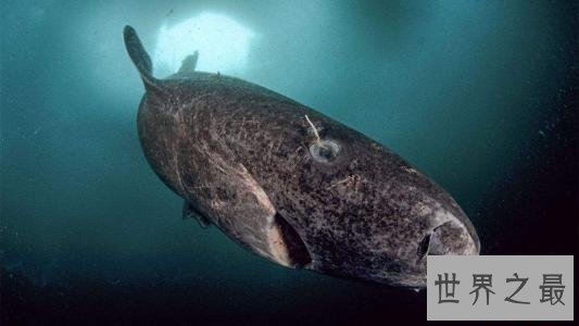 世界上最长寿的鲨鱼，可活到400岁！