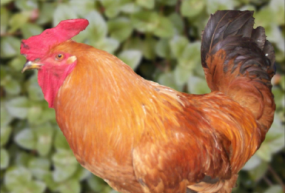 ​梦见好多小鸡仔是什么预兆（梦见好多小鸡苗是啥兆头）