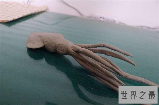 大王酸浆鱿寿命仅有400多天，具有蓝色血液最神奇