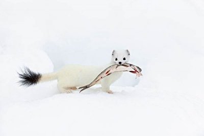 梦见老鼠(梦见这四种动物代表着凶兆渐显,如能克服极大障碍最终名利双收)