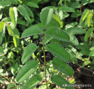 地榆的功效与作用(每日一味抗癌中药——地榆)