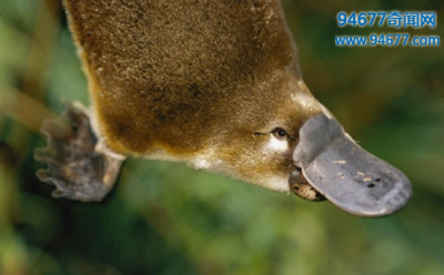 ​世界上最奇特的物种鸭嘴兽，被上帝拼凑而来的奇异生物