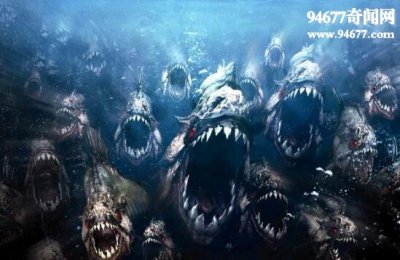 ​食人鱼的天敌，高压电鳗与荆棘刺鲶