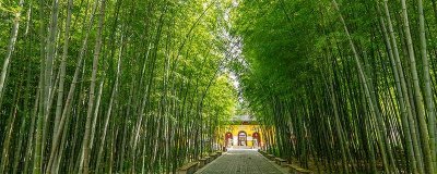 竹子表面白霜的作用 竹子表面白霜的作用是什么原因造成的