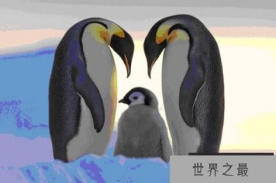 ​世界上最大的企鹅，帝企鹅身高可达1.2米