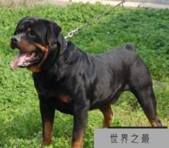 ​世界上最昂贵的狗 昂贵到不敢想象