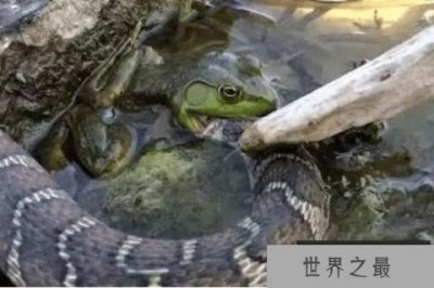 ​世界上最凶猛的青蛙：连毒蛇都在烟蛙菜单之列