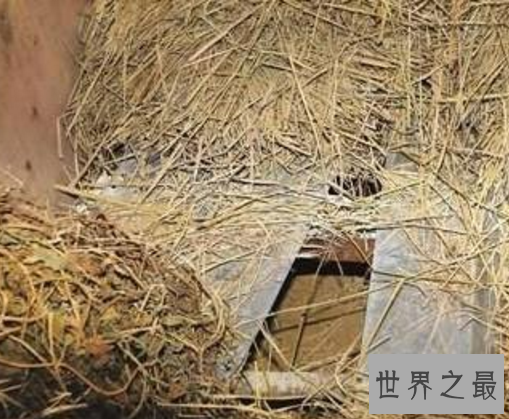 福州性奴案，男子狗窖中囚禁两女子作为自己的泄欲工具