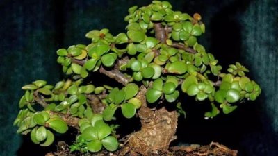 ​玉树的养殖方法和注意事项，玉树就应该这么养才对