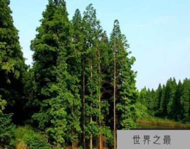 ​国家一级保护树木排行榜：银杉上榜，水杉第一名