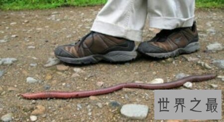 巨型蚯蚓生活在森林里 体型非常的长
