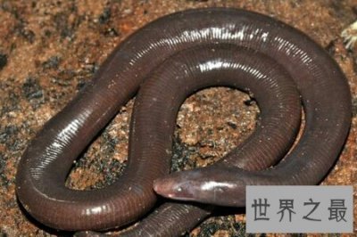 ​巨型蚯蚓生活在森林里 体型非常的长