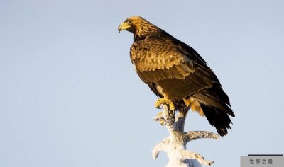 ​世界三大猛禽排名 金雕是老鹰的一种