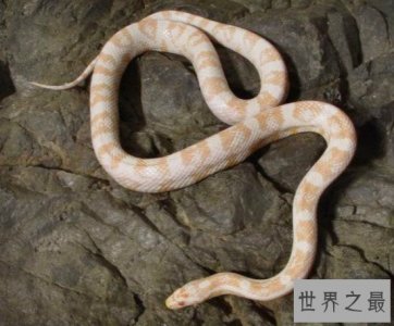 ​世界上十大最美的蛇,玉米锦蛇的观赏性很高(漂亮的宠物蛇）