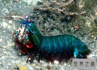 ​外表十分漂亮的的雀尾螳螂虾却十分凶猛 轻轻松松就能搞掉一只螃蟹