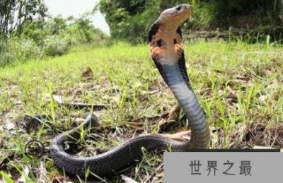 ​最大的眼镜王蛇，重达70多斤两的最毒蛇类（蛇类煞星）