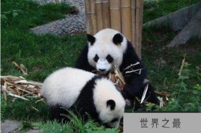 ​全球十大最可爱的动物 羊驼上榜，第六被称为“猫中王子”