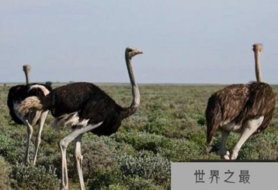 ​世界上体型最大的鸟类：鸵鸟可达2.8米高