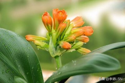 友谊的花的花语 具有友谊的寓意的花