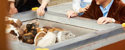 荷兰猪的牙断了能不能长回来 荷兰猪的牙断了还能长吗