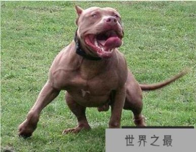 ​世界上最凶猛的六大狗狗品种：比特犬上榜