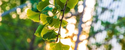 蕨类植物的结构特点 蕨类植物结构模式图解