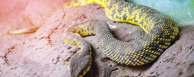 锦蛇是保护动物吗 黑眉锦蛇属于保护动物吗