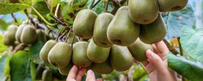 猕猴桃可以冰箱保鲜吗 猕猴桃可不可以放冰箱保鲜室