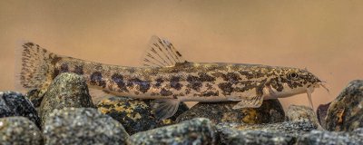 泥鳅应该属于什么类动物 泥鳅属于哪类动物?是哺乳动物吗为什么