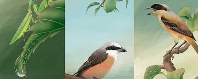 青鸟是什么鸟 青鸟是指